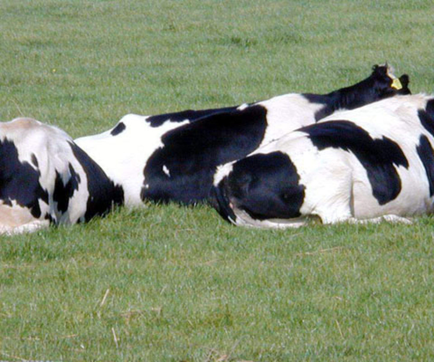 Vacas Deitadas | Crédito: Fatos e Fotos