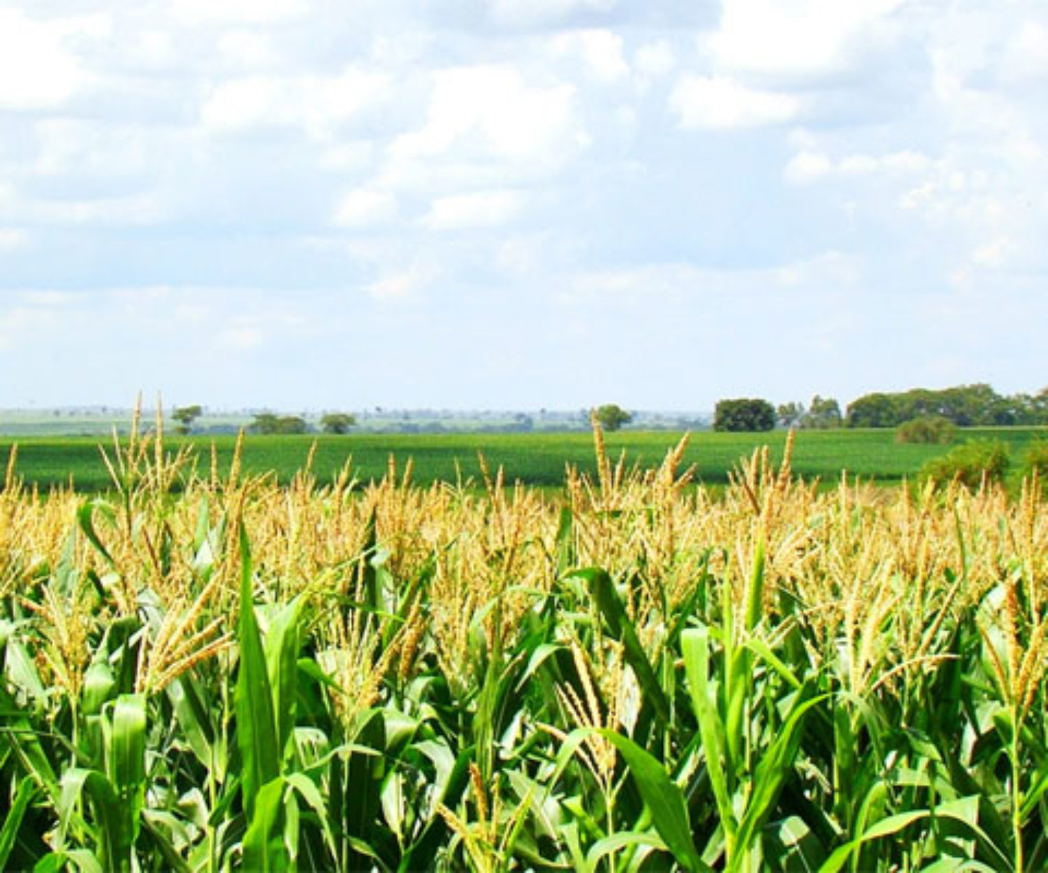 Movimentando milhões