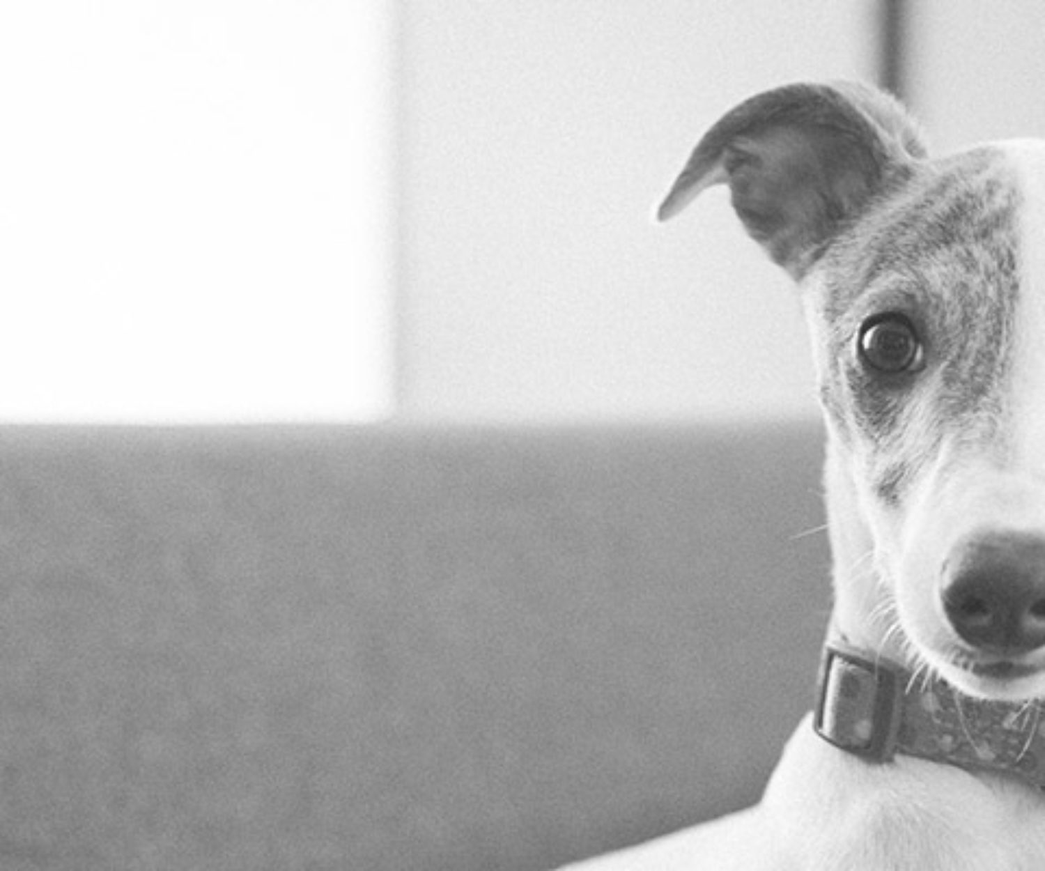 A artista plástica Olivia, a Whippet.