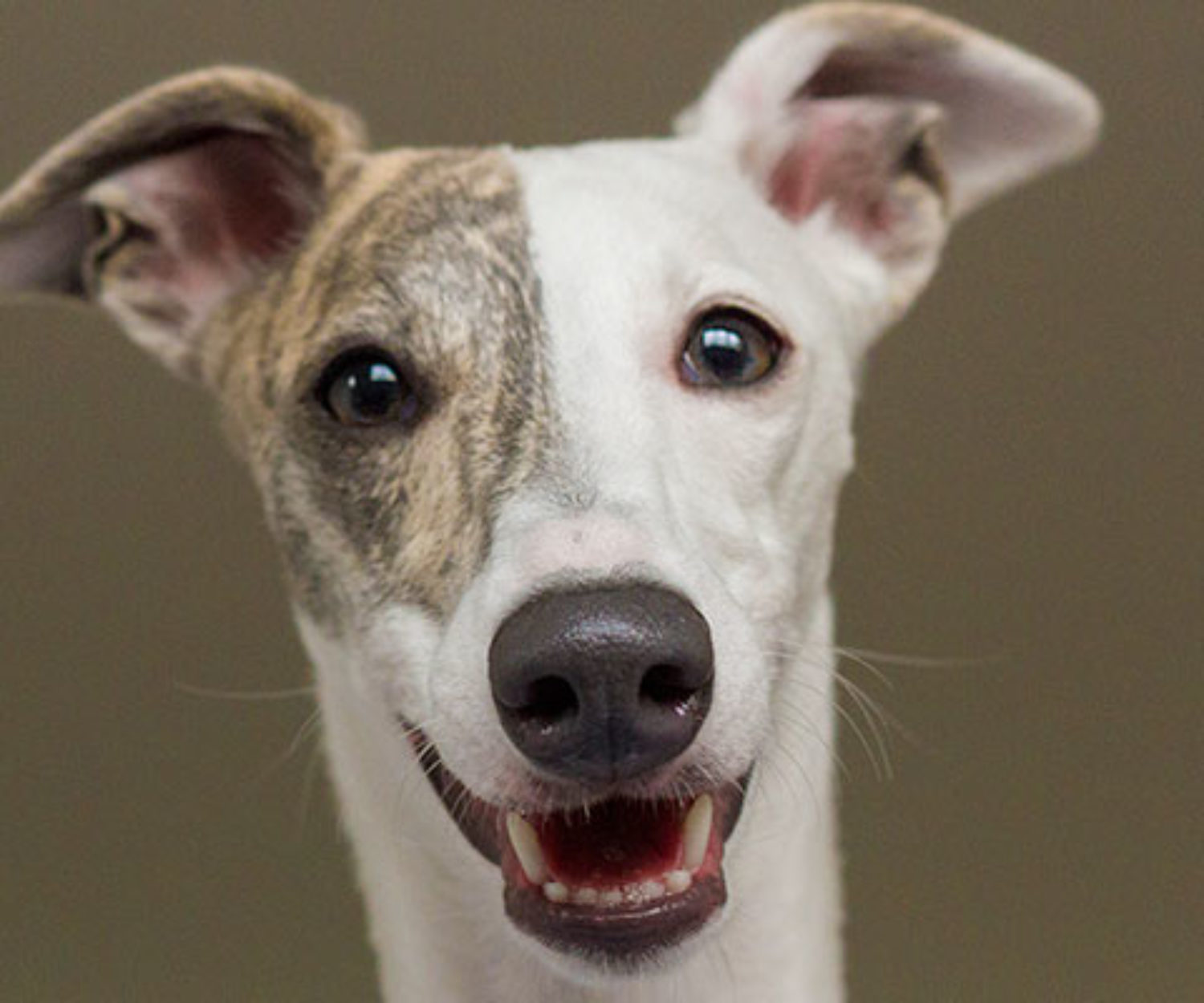 A artista plástica Olivia, a Whippet | Foto: Alessandra Haro