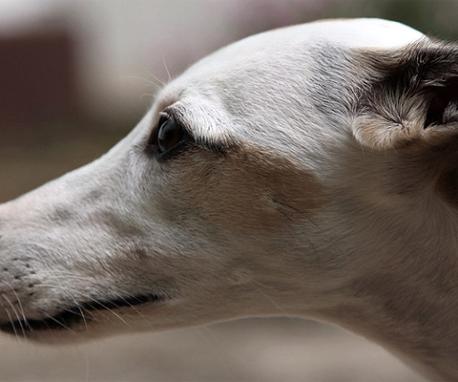 Naomi durante o carnaval em Barbacena